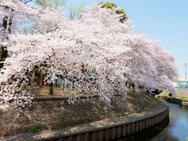 東京都のおすすめの桜の名所 お花見スポット 21年版 まっぷるトラベルガイド