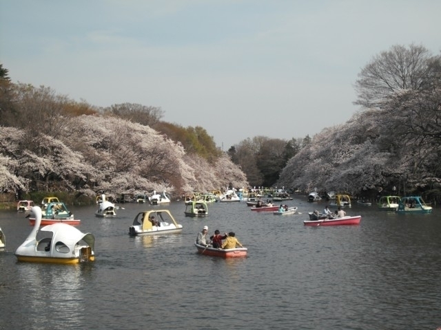 東京都のおすすめの桜の名所 お花見スポット 21年版 まっぷるトラベルガイド