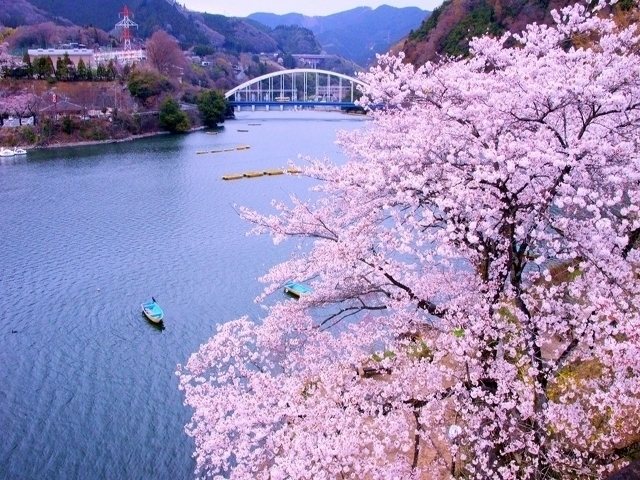 神奈川県のおすすめの桜の名所 お花見スポット 21年版 まっぷるトラベルガイド