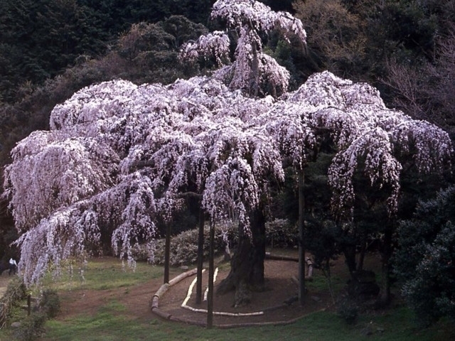 全国のおすすめのしだれ桜の名所 21年版 まっぷるトラベルガイド