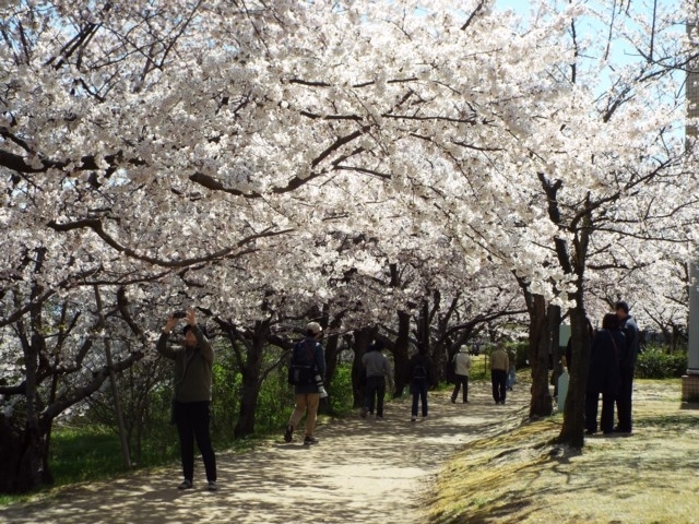 新潟県のおすすめの桜の名所 お花見スポット 21年版 まっぷるトラベルガイド