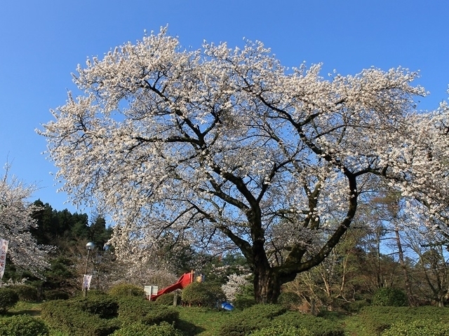 新潟県のおすすめの桜の名所 お花見スポット 21年版 まっぷるトラベルガイド
