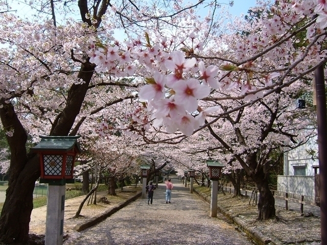 新潟県のおすすめの桜の名所 お花見スポット 21年版 まっぷるトラベルガイド