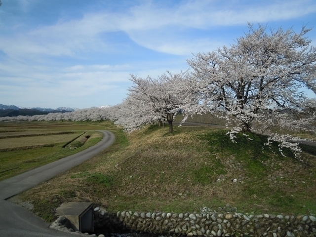 北陸のおすすめの桜の名所 お花見スポット 21年版 まっぷるトラベルガイド