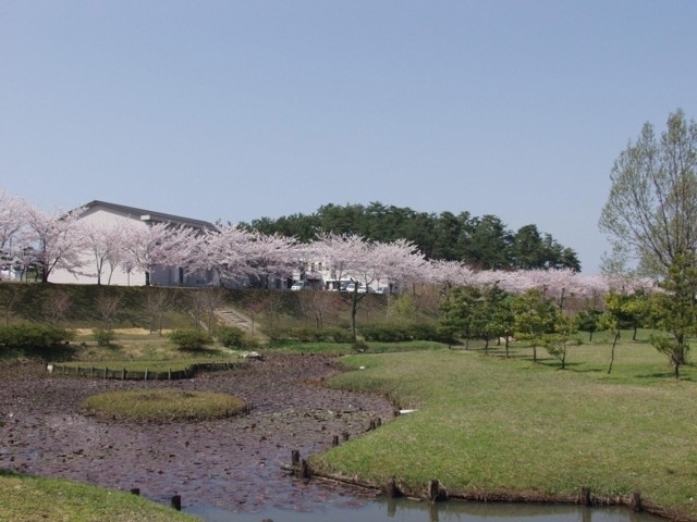 北陸のおすすめの桜の名所 お花見スポット 21年版 まっぷるトラベルガイド