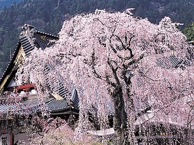 山梨県のおすすめの桜の名所 お花見スポット 21年版 まっぷるトラベルガイド