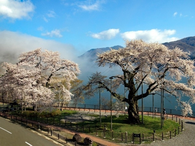 東海のおすすめの桜の名所 お花見スポット 21年版 まっぷるトラベルガイド