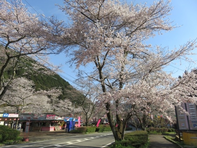 東海のおすすめの桜の名所 お花見スポット 21年版 まっぷるトラベルガイド