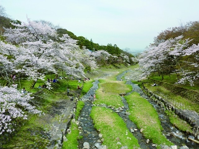 岐阜県のおすすめの桜の名所 お花見スポット 21年版 まっぷるトラベルガイド