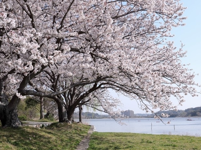 東海のおすすめの桜の名所 お花見スポット 21年版 まっぷるトラベルガイド