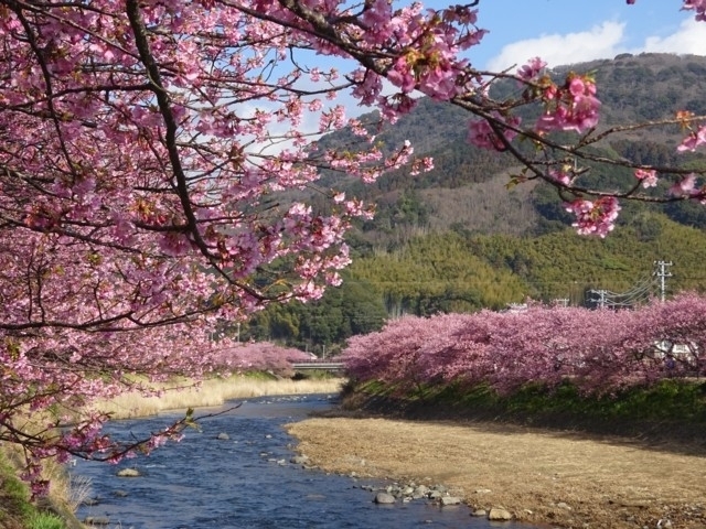 東海のおすすめの桜の名所 お花見スポット 21年版 まっぷるトラベルガイド