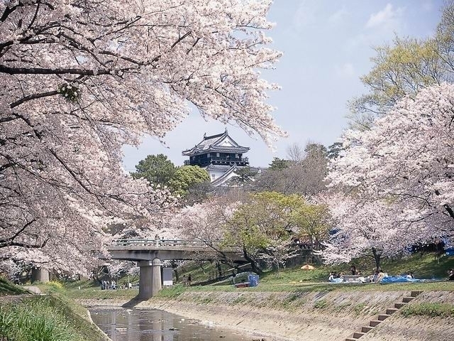 愛知県のおすすめの桜の名所 お花見スポット 21年版 まっぷるトラベルガイド