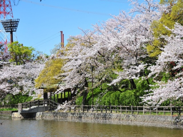 愛知県のおすすめの桜の名所 お花見スポット 21年版 まっぷるトラベルガイド