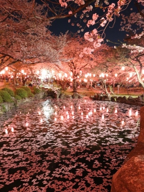 愛知県のおすすめの桜の名所 お花見スポット 21年版 まっぷるトラベルガイド