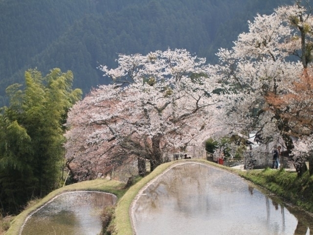 三重県のおすすめの桜の名所 お花見スポット 21年版 まっぷるトラベルガイド