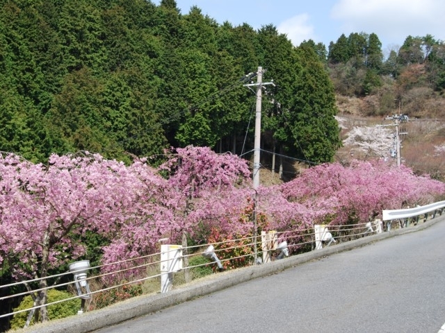 関西のおすすめの桜の名所 お花見スポット 21年版 まっぷるトラベルガイド