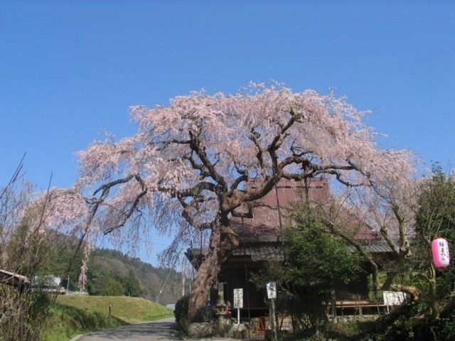 奈良県のおすすめの桜の名所 お花見スポット 21年版 まっぷるトラベルガイド