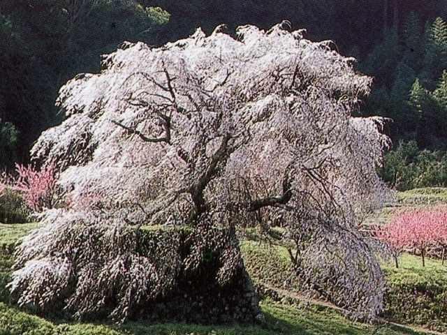 奈良県のおすすめの桜の名所 お花見スポット 21年版 観光旅行メディア まっぷるトラベルガイド