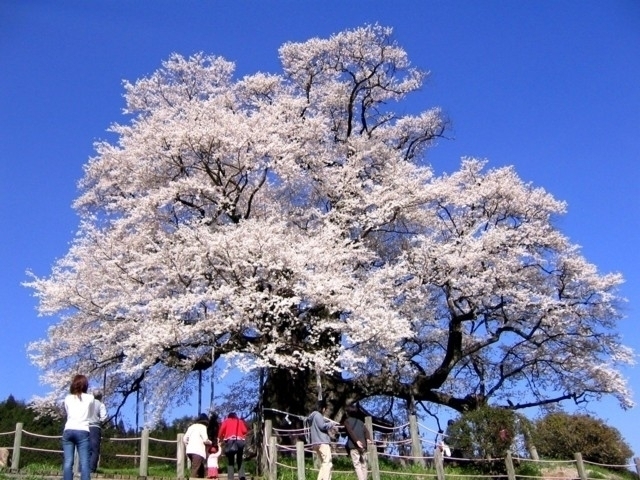 岡山県のおすすめの桜の名所 お花見スポット 21年版 まっぷるトラベルガイド