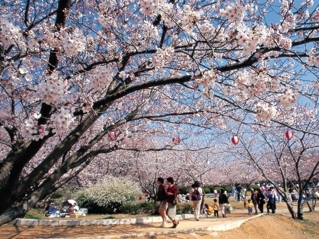 中国地方のおすすめの桜の名所・お花見スポット【2021年版】｜まっぷるトラベルガイド