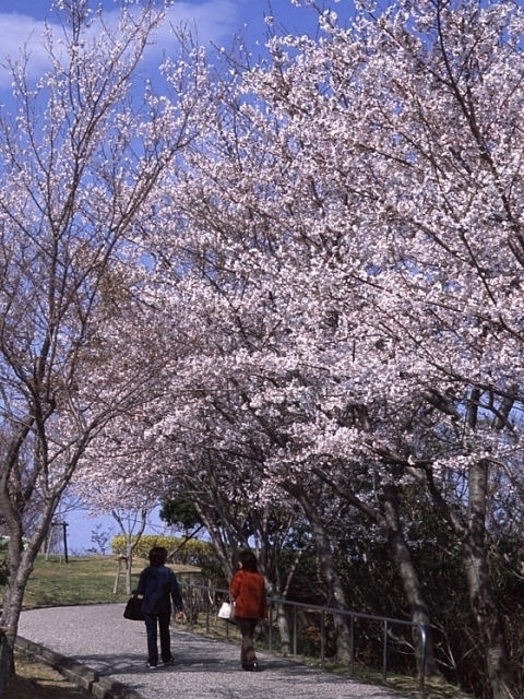 四国のおすすめの桜の名所 お花見スポット 21年版 まっぷるトラベルガイド