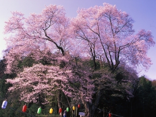 四国のおすすめの桜の名所 お花見スポット 21年版 まっぷるトラベルガイド