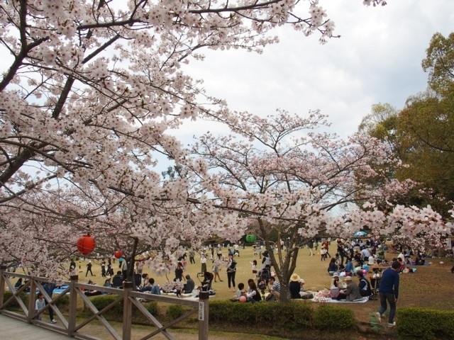 香川県のおすすめの桜の名所 お花見スポット 21年版 まっぷるトラベルガイド