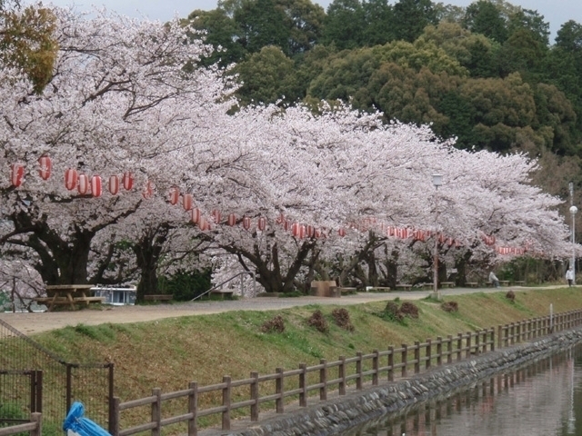 四国のおすすめの桜の名所 お花見スポット 21年版 まっぷるトラベルガイド