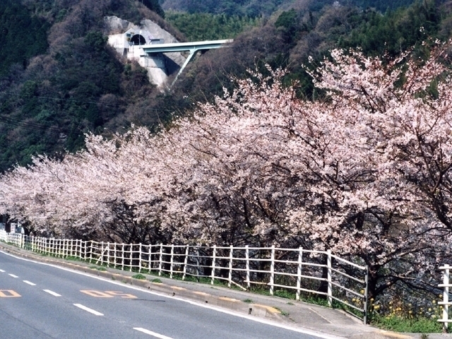 四国のおすすめの桜の名所 お花見スポット 21年版 まっぷるトラベルガイド