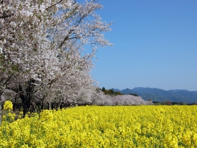 宮崎県のおすすめの桜の名所 お花見スポット 21年版 まっぷるトラベルガイド