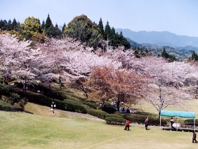 宮崎県のおすすめの桜の名所 お花見スポット 21年版 まっぷるトラベルガイド