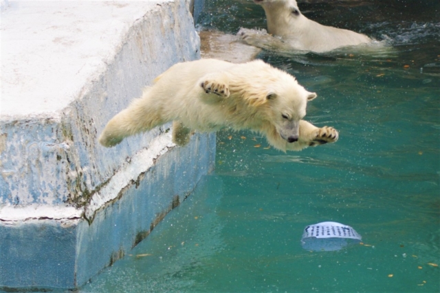 全国の大人気アイドル動物に会いに行きたい 動物園ランキングtop まっぷるトラベルガイド