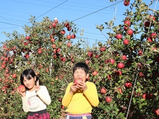 長野県のおすすめリンゴ狩りスポット 21年版 収穫時期や品種 食べ放題など情報満載 季節の味覚を堪能しよう まっぷるトラベルガイド