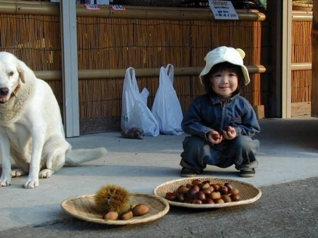 一条竹の子村 まっぷるトラベルガイド