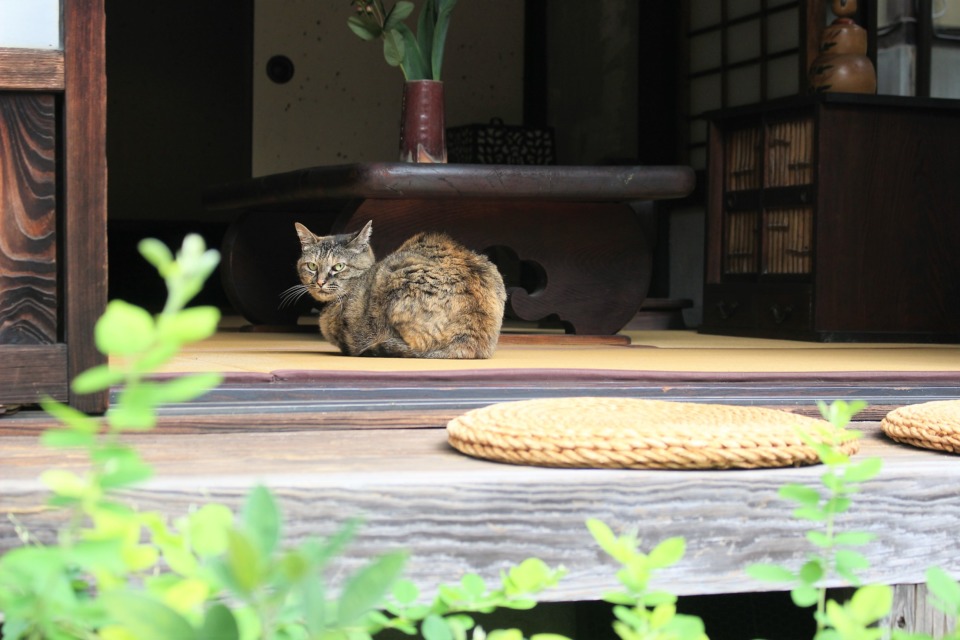 京都の猫に会えるhappyスポット7選 社寺 カフェ 記念館 まっぷるトラベルガイド