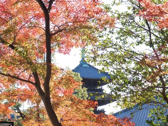 愛知県のおすすめの紅葉スポット 21年版 例年の見頃時期やイベント ライトアップなど情報満載 まっぷるトラベルガイド