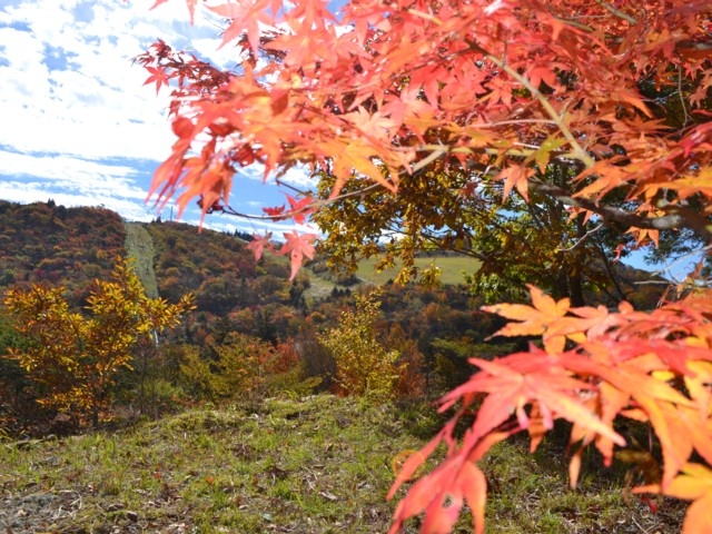 東海のおすすめの紅葉スポット 21年版 例年の見頃時期やイベント ライトアップなど情報満載 まっぷるトラベルガイド