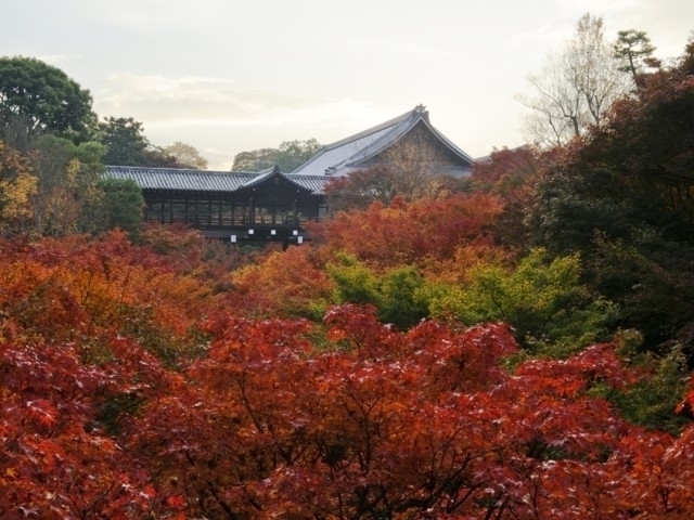 京都府のおすすめの紅葉スポット 21年版 例年の見頃時期やイベント ライトアップなど情報満載 まっぷるトラベルガイド