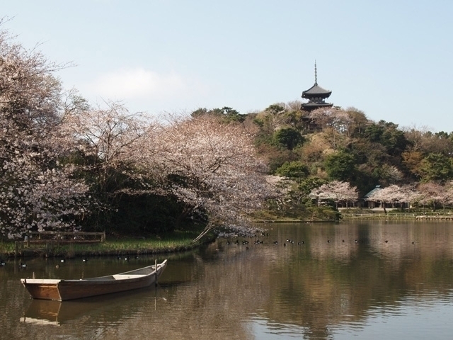 神奈川県のおすすめの桜の名所 お花見スポット 22年版 まっぷるトラベルガイド