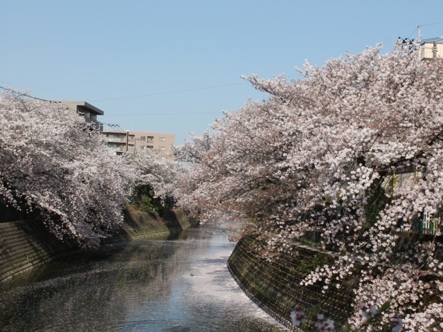 神奈川県のおすすめの桜の名所 お花見スポット 22年版 まっぷるトラベルガイド