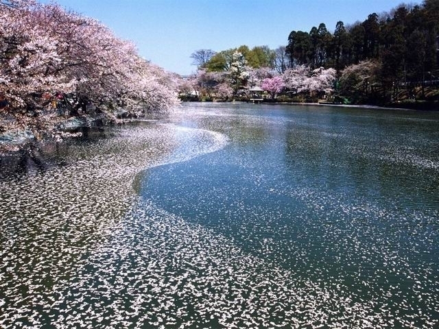 長野県のおすすめの桜の名所 お花見スポット 22年版 まっぷるトラベルガイド