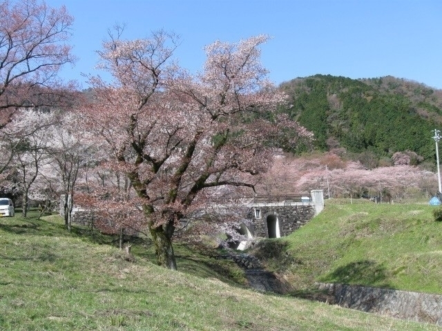 東海のおすすめの桜の名所 お花見スポット 22年版 まっぷるトラベルガイド