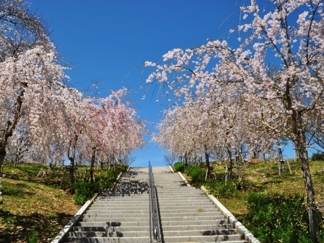 愛知県のおすすめの桜の名所 お花見スポット 22年版 まっぷるトラベルガイド