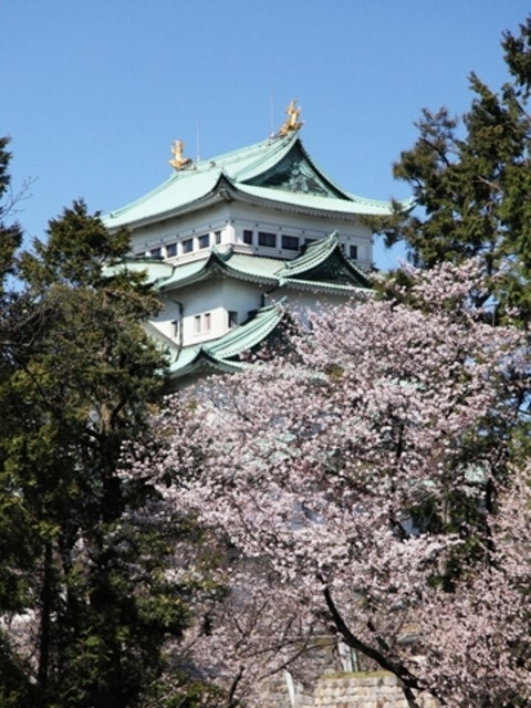 愛知県のおすすめの桜の名所 お花見スポット 22年版 まっぷるトラベルガイド