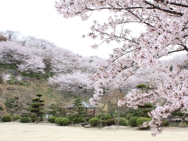 中国地方のおすすめの桜の名所・お花見スポット【2022年版】｜まっぷるトラベルガイド