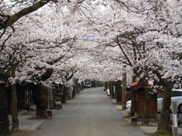 岡山県のおすすめの桜の名所 お花見スポット 22年版 まっぷるトラベルガイド