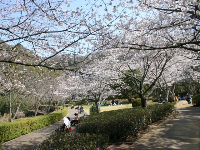 四国のおすすめの桜の名所 お花見スポット 22年版 まっぷるトラベルガイド