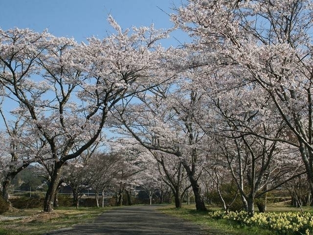 高知県のおすすめの桜の名所 お花見スポット 22年版 まっぷるトラベルガイド