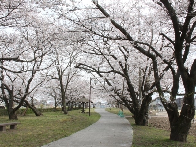 大分県のおすすめの桜の名所 お花見スポット 22年版 まっぷるトラベルガイド