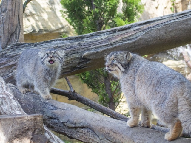 全国のおすすめ動物園 22版 営業時間やアクセス ファミリー向け子連れ情報など情報満載 まっぷるトラベルガイド